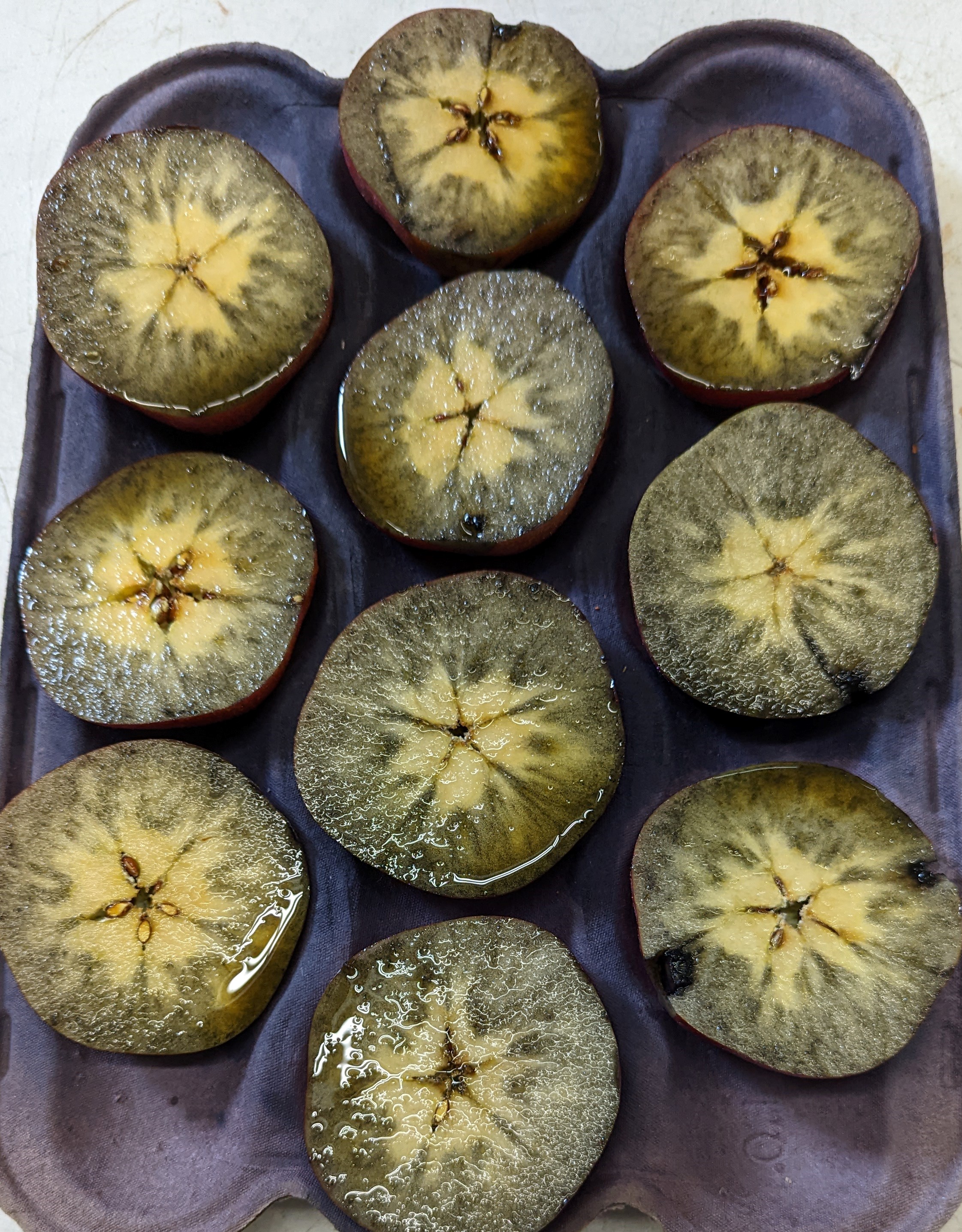 Apples being stained for testing.